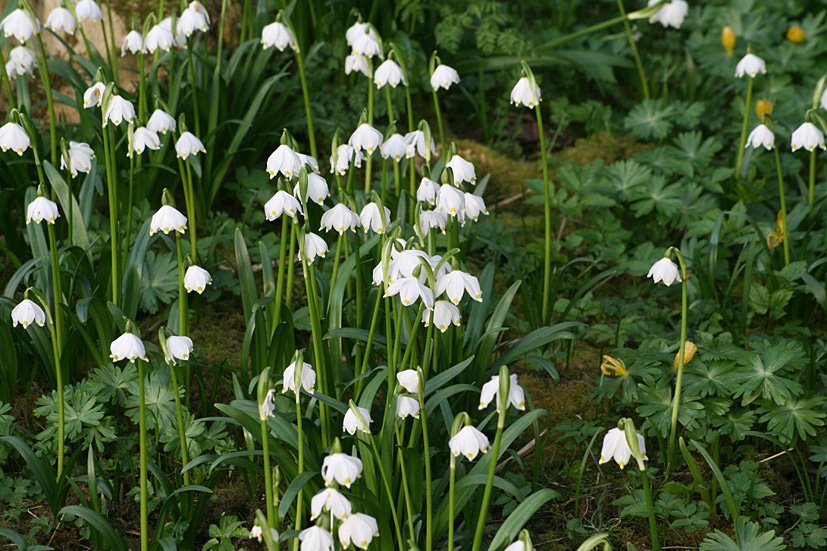 [Cambo+Snowdrop+visit+FEB28,+2009+(25).jpg]