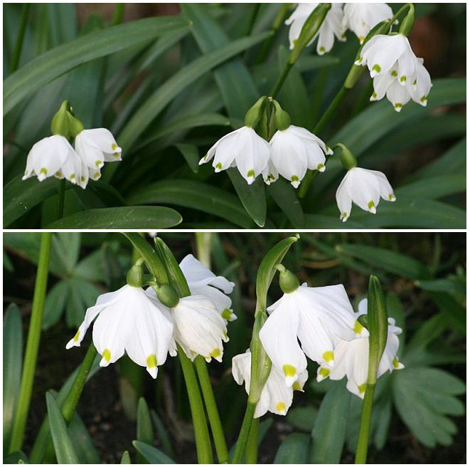[Cambo+Snowdrop+visit+FEB28,+2009+(23).JPG]