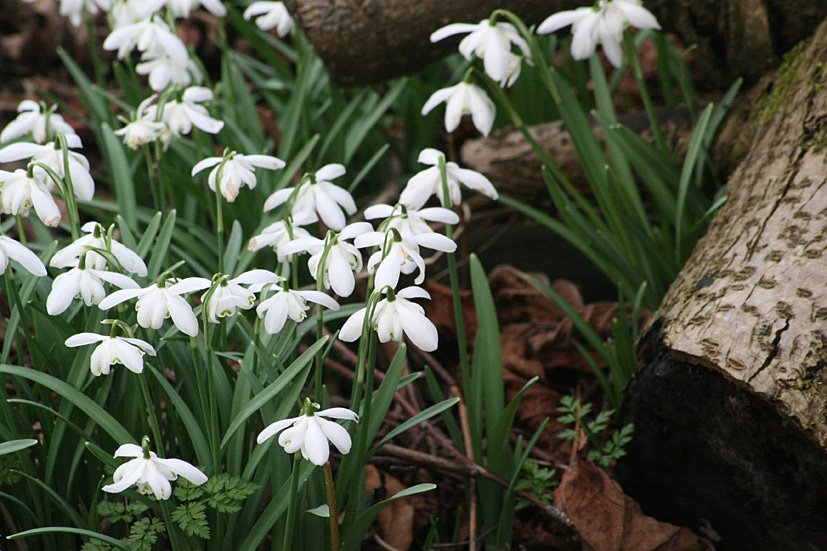[Cambo+Snowdrop+visit+FEB28,+2009+(11).jpg]