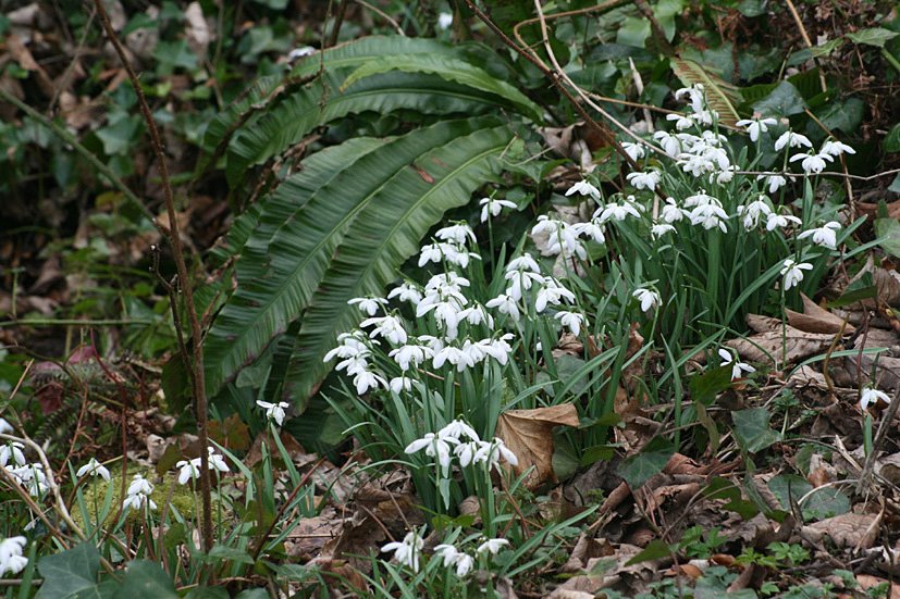 [Cambo+Snowdrop+visit+FEB28,+2009+(3).jpg]