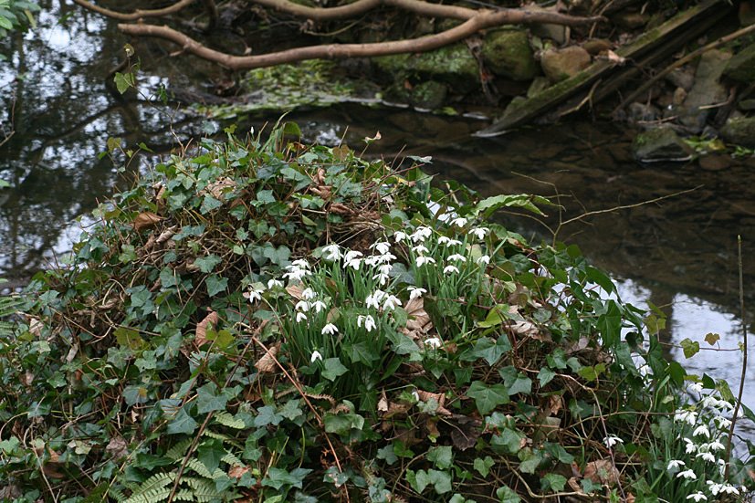 [Cambo+Snowdrop+visit+FEB28,+2009+(4).jpg]