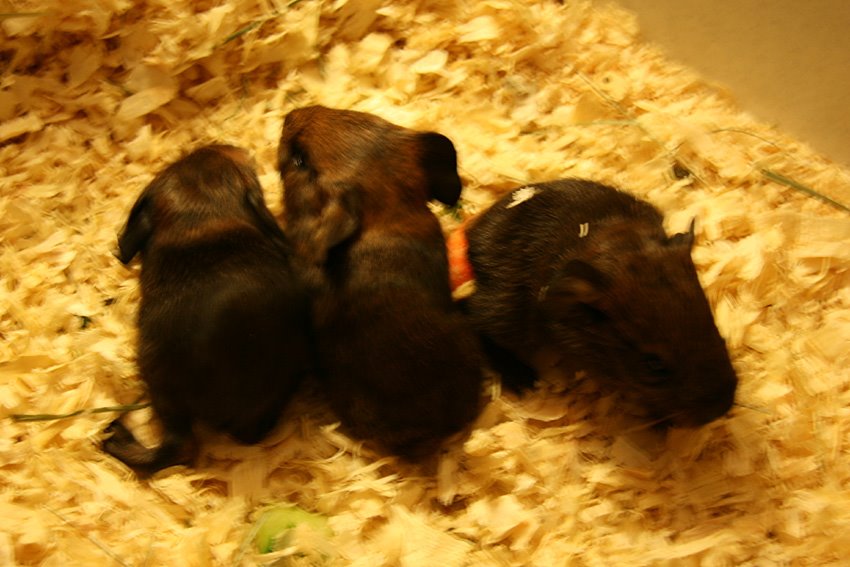 [Izzy's+babies.jpg]