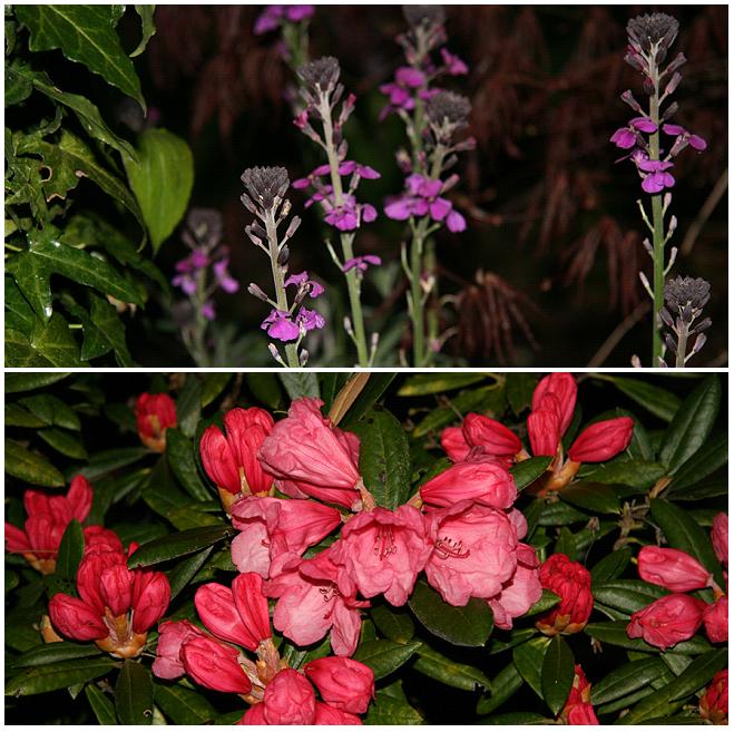 [MAY3+'09+(4)+Erysimum+Bowles'+Mauve,+Rhodedendron.JPG]
