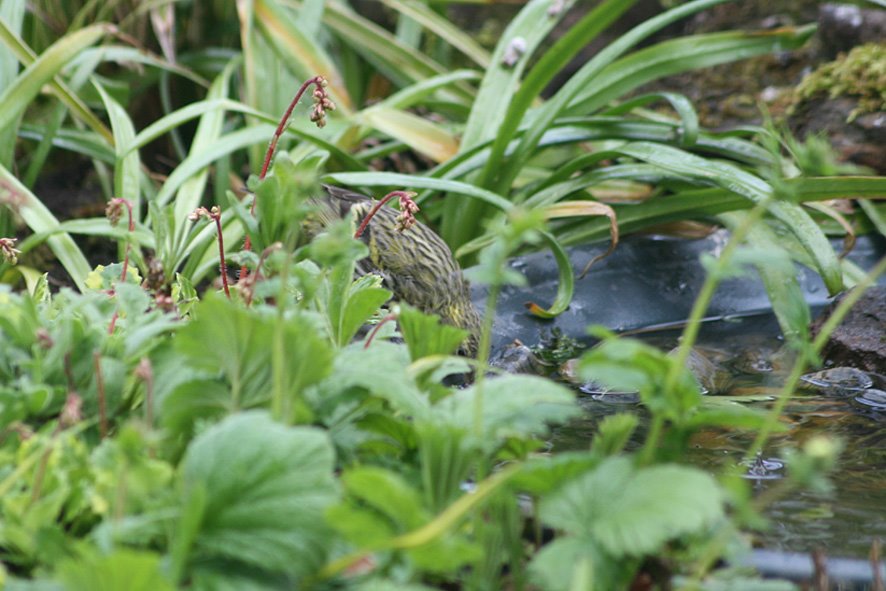 [MAY8+(12),+Female+Siskin+drinking.jpg]
