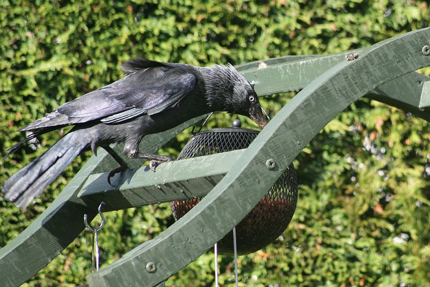 [MAY8+(7)+Jackdaw+trying+to+get+peanuts.jpg]