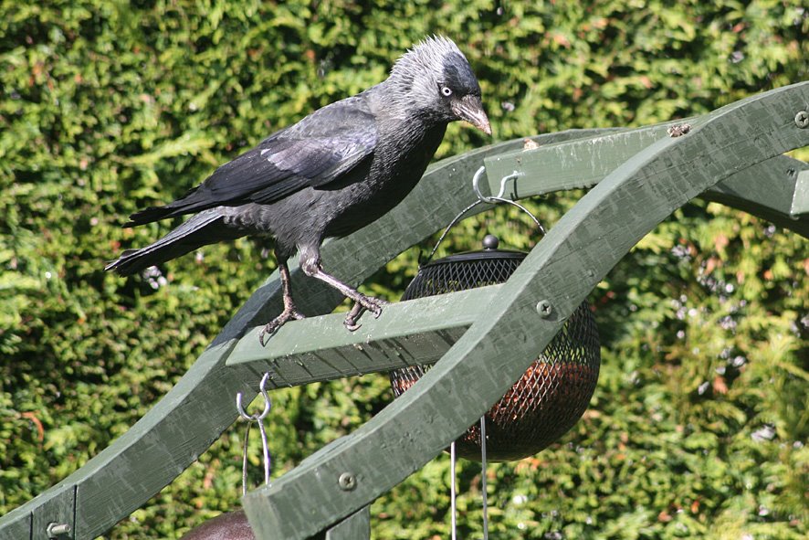 [MAY8+(6)+Jackdaw+trying+to+get+peanuts.jpg]