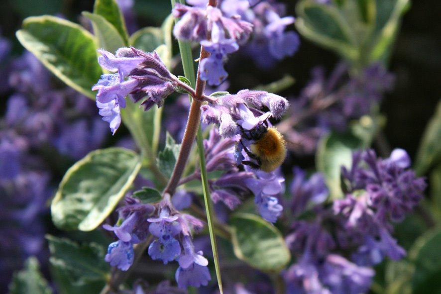 [SGW09+Bumblebee6.jpg]