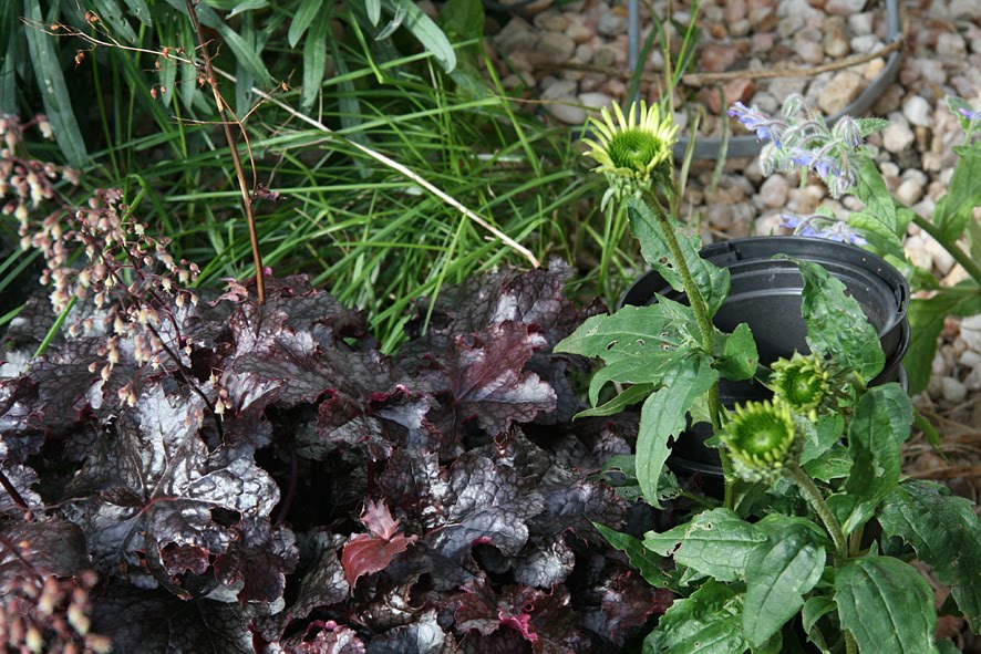 [SGW09+AUG+garden,+plastic+pot+challenge+(3).jpg]