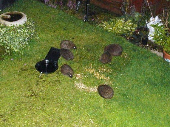 [Hedgehogs.JPG]