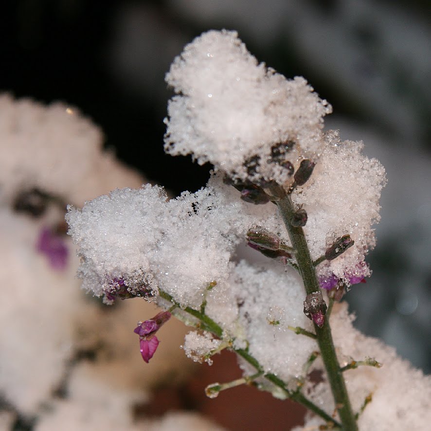 [SGW09+DEC17,+first+snowfall+(11).jpg]