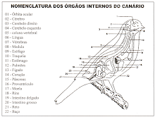 Orgãos Internos canários