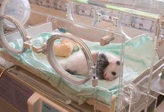 El nacimiento de un panda - imágenes únicas El nacimiento de un panda - imágenes únicas