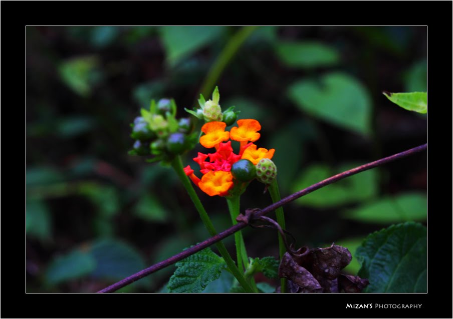 [Wild+Flower+14.jpg]
