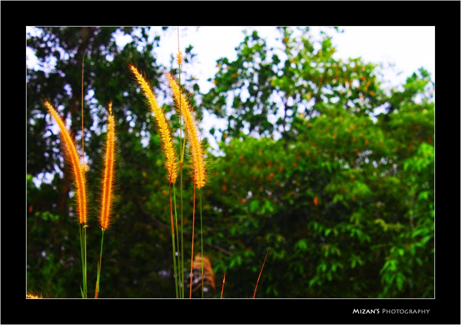 [Wild+Flower+9.jpg]