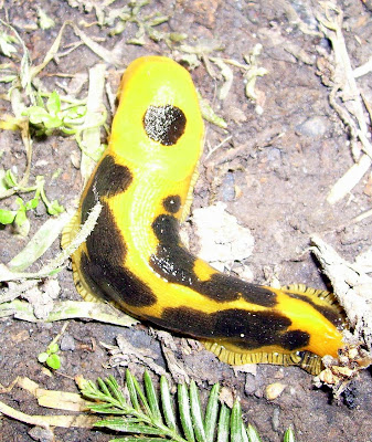 Banana Insects