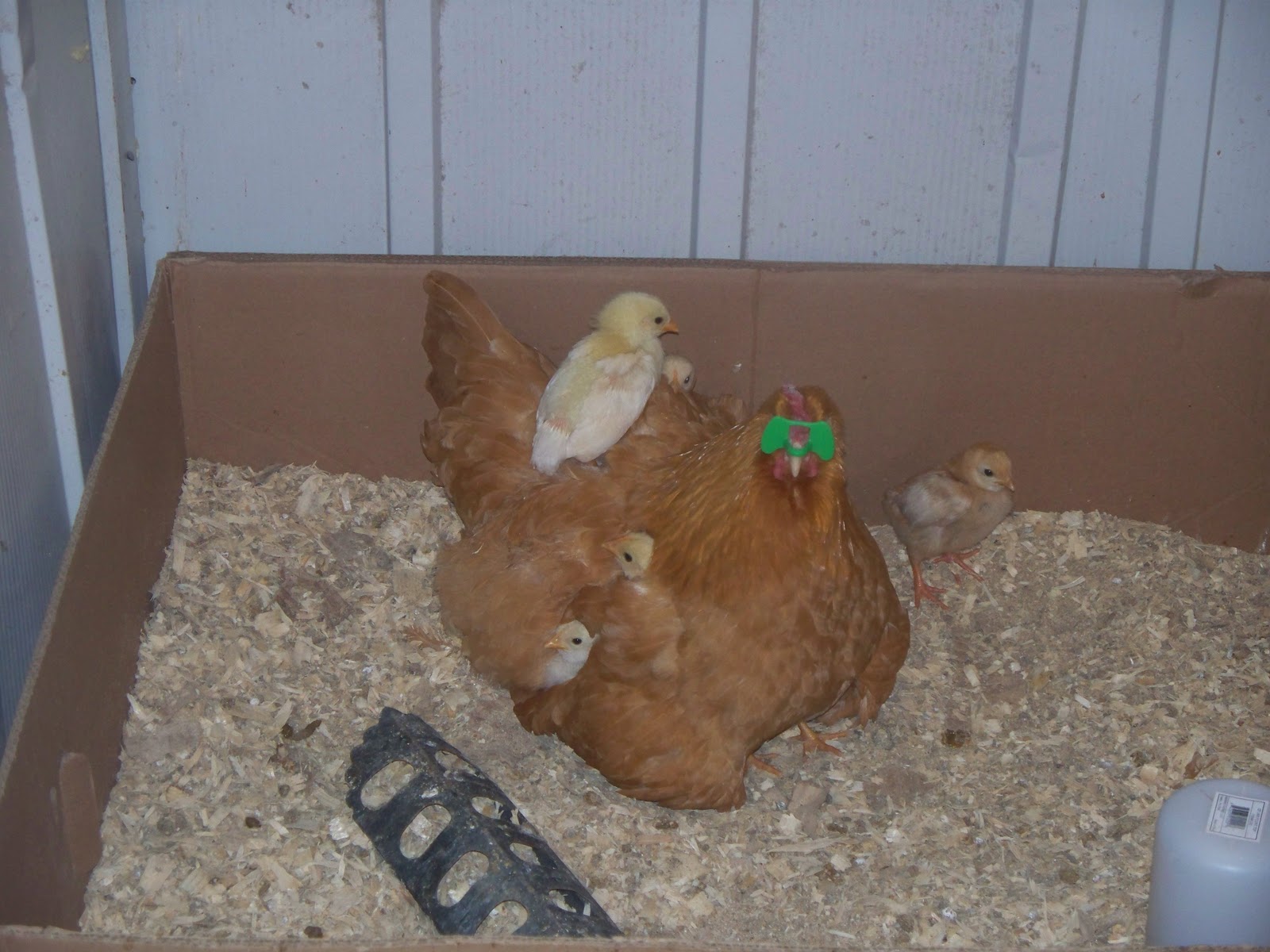 "What Would You Do?" Introducing New Chickens to the Coop Community