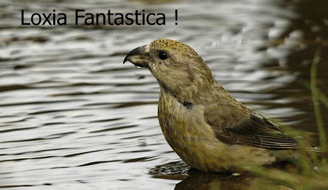 Loxia Fantastica