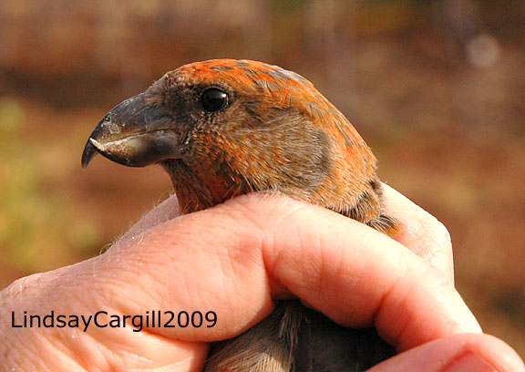 [ScottishNW0051.jpg]