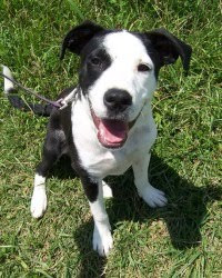 Border Collie Boxer Mix Border Collie Boxer Mix