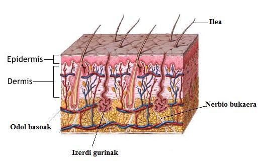 external image azala.jpg