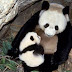 Can Panda Saved By Building A Den ?