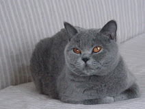 Champion Castleray Marieclaire of Gardengate
