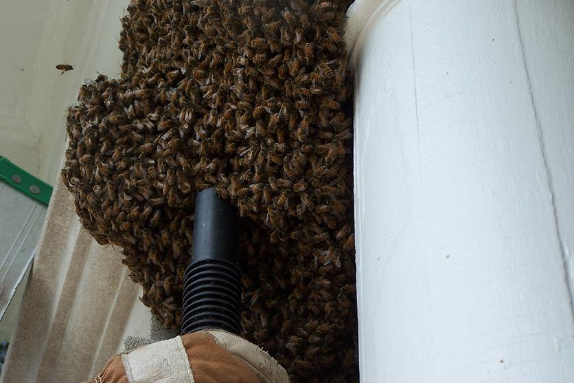 [SWARM3.JPG]