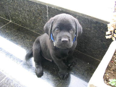 Black Puppies on Awesome Roleplay Freaks Teehee Roleplay Characters Mansion