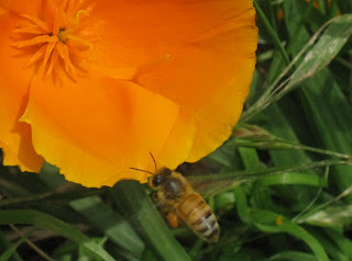 California Poppy