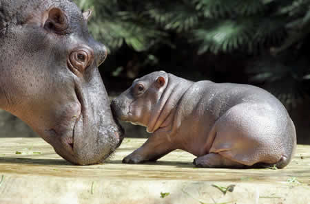 hippo+baby.jpg