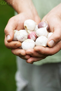 Khasiat Bawang Putih | Koleksi PETUA Tradisional, tips, information of MALAYSIA