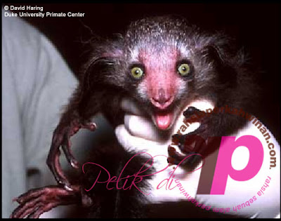 aye-aye | peristiwa pelik, ganjil, weird, mysterious MALAYSIA