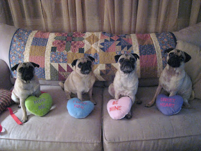 Pug Valentines Day