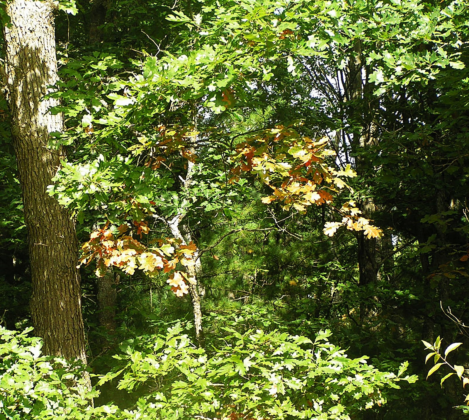 Dogwood+tree+berries