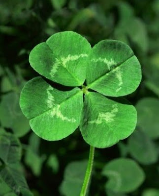 Source url:http://www.tattoojohnny.com/search/four-leaf-clover?page=4 Source url:http://www.tattoojohnny.com/search/four-leaf-clover?page=4