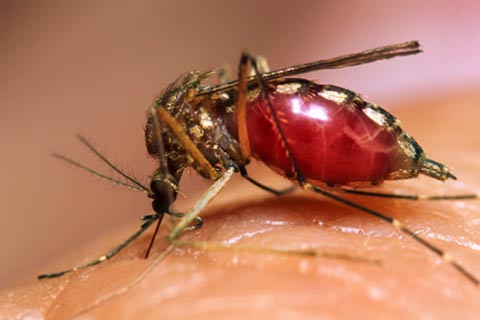 DENGUE VIRUS Dengue Hemorrhagic Fever. DENGUE VIRUS