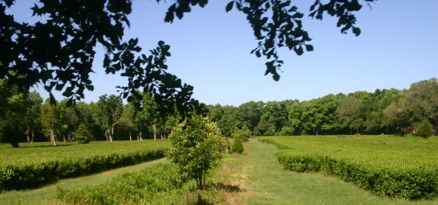 [fields.jpg]