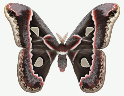 species of moths