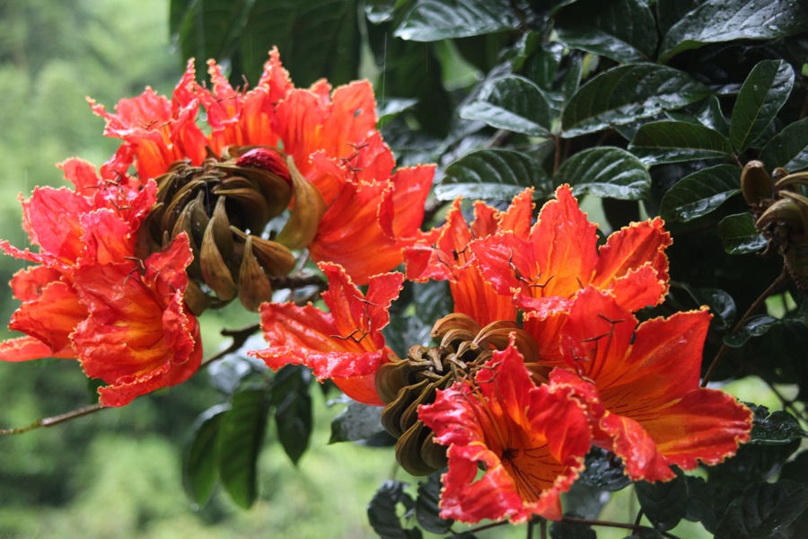 [african.tulip.tree.JPG]