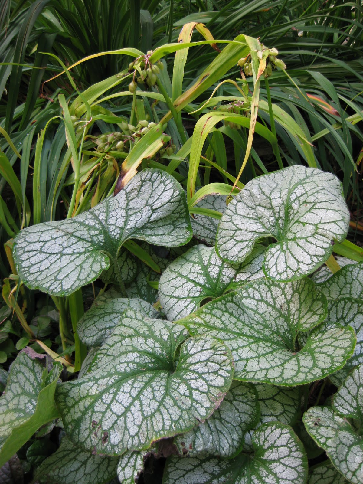 [Brunnera+'Jack+Frost'+with+Tradescantia.jpg]