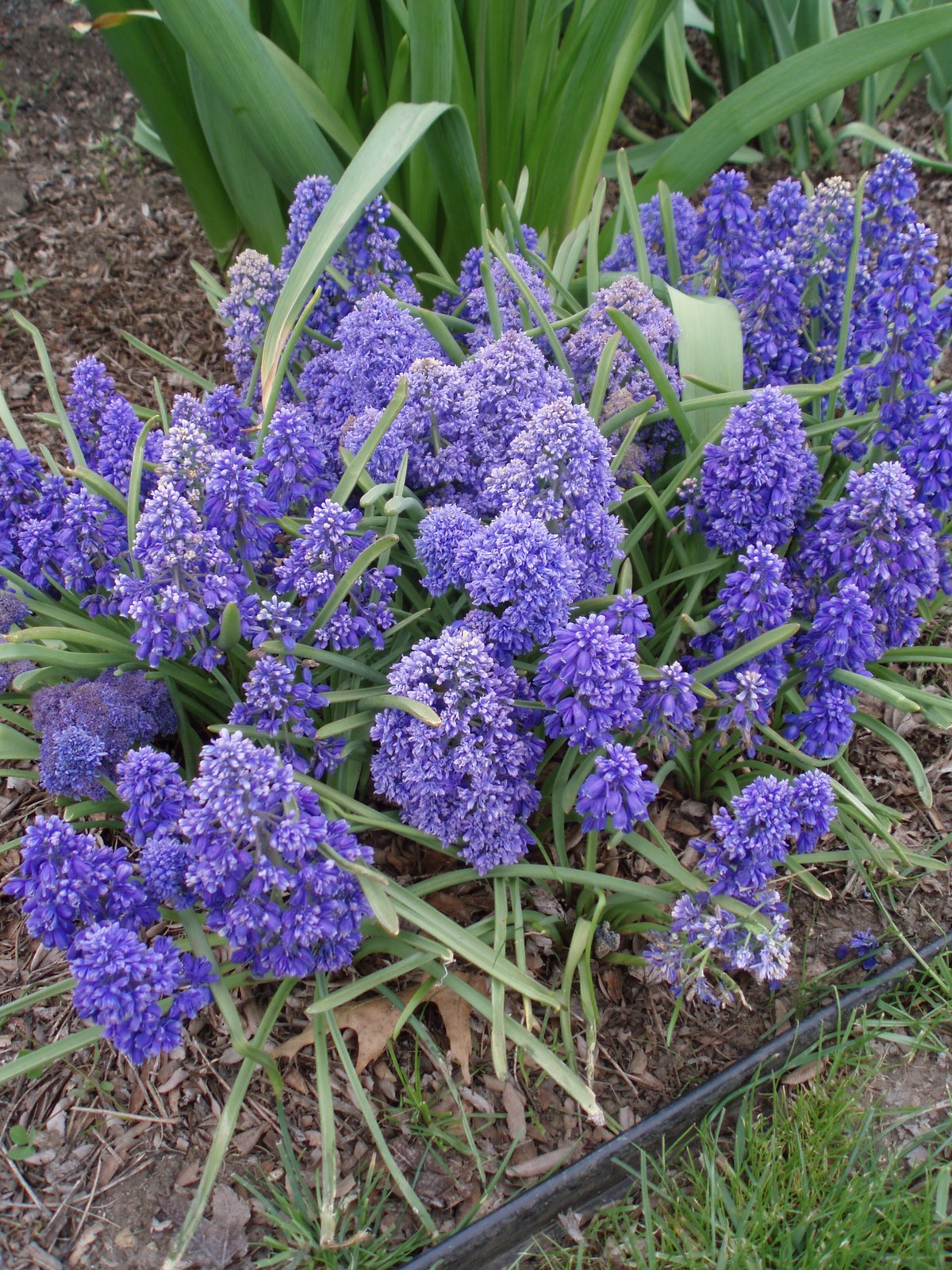 [Muscari+'Fantasy+Creation'3.jpg]