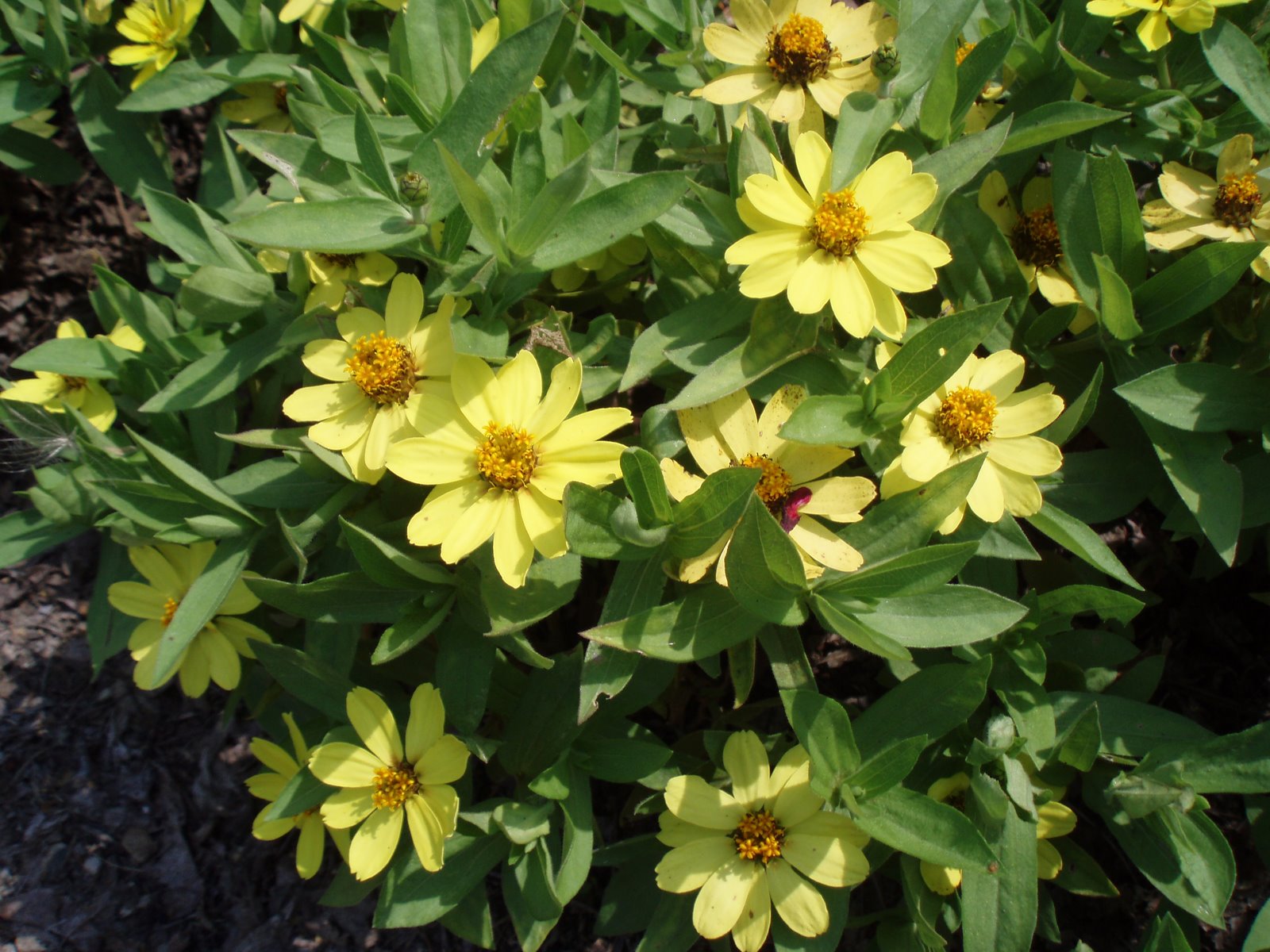 [Zinnia+'Highlight'.jpg]