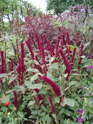 Amaranth Leaves