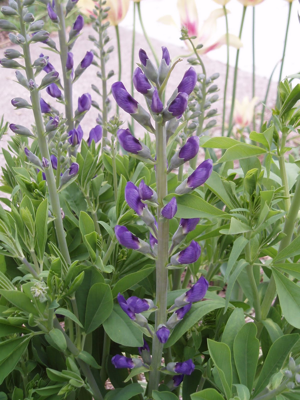 [Baptisia+starting.jpg]