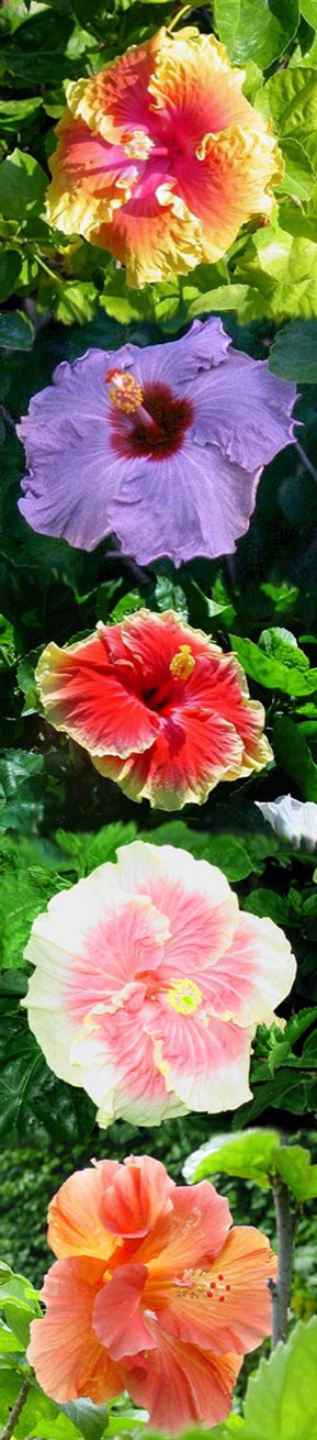 Winn's Hibiscus