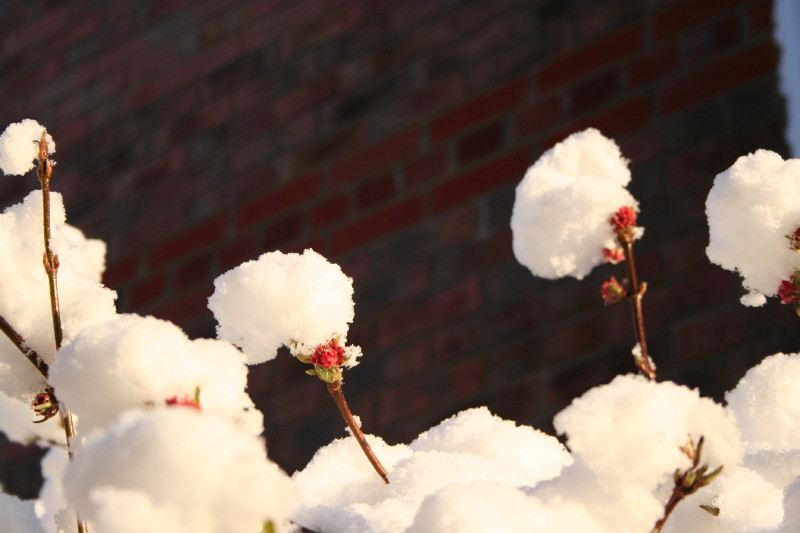 [20_2+snow+on+blossom.JPG]