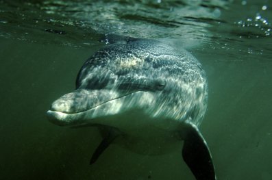 [dusty_dolphin2.jpg]