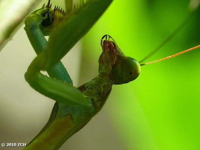Grasshoppers Life Cycle. the Life cycle grasshopper