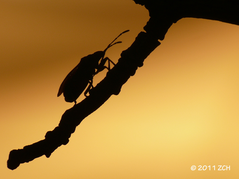 Bugs Silhouette