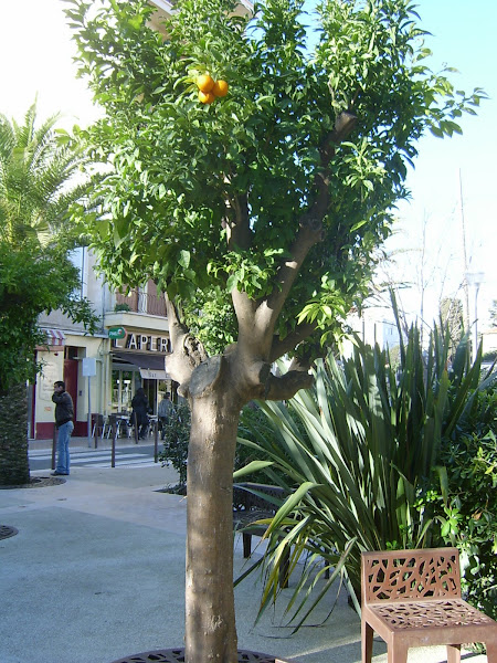 Narancs fa a parkban(nem lopja le senki)